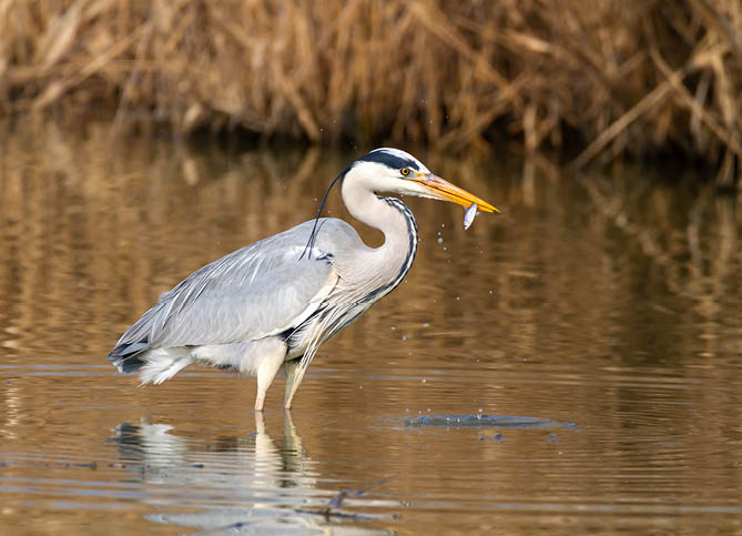 gray heron in fishing ponds and marshes europe italy